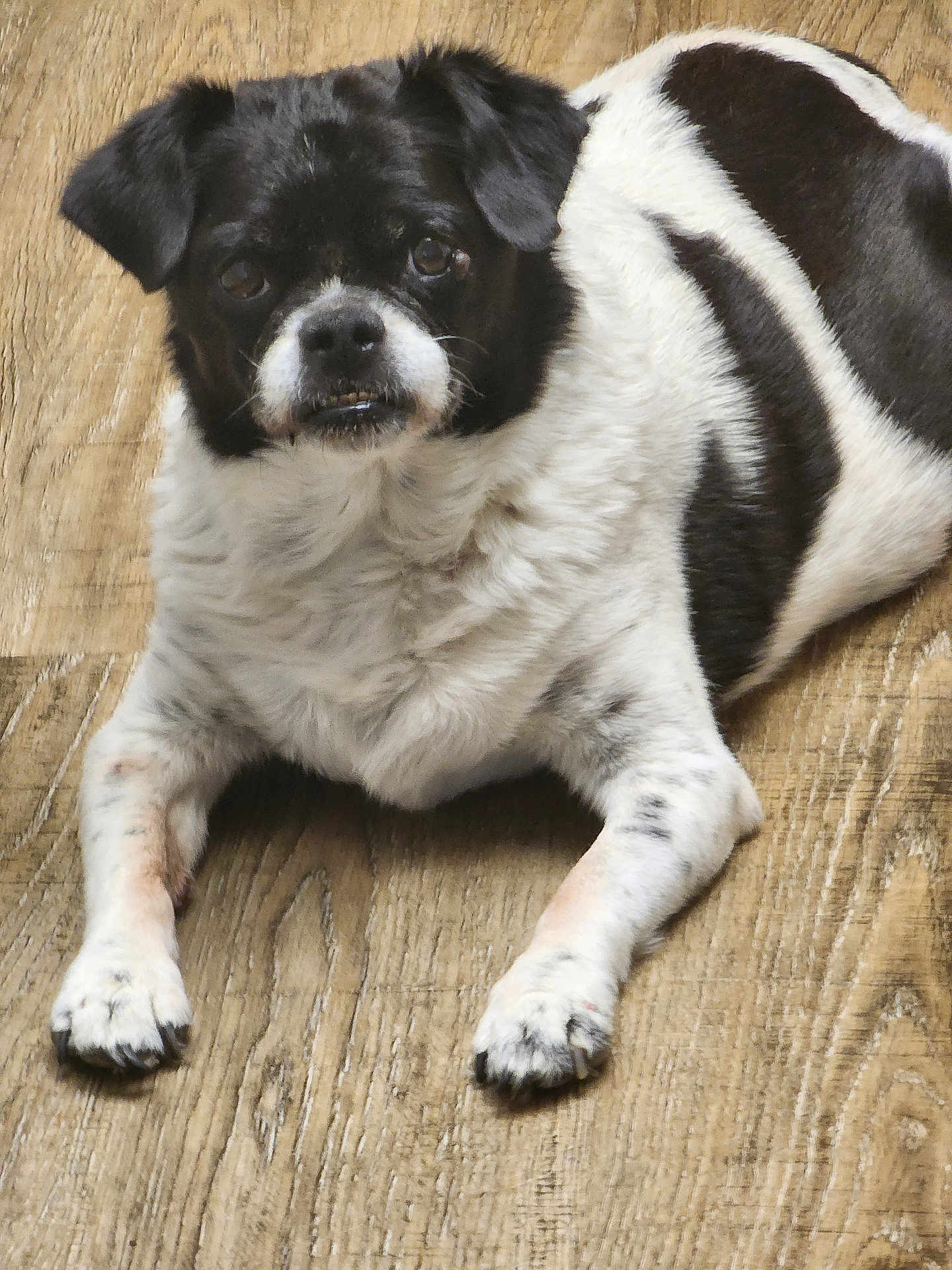 Dozer is registered to the contest to win money with this photo: dog, black_and_white, pet, laying, wooden_floor, fur, animal, cute, mischievous, domestic_animal, portrait, face, paw, looking, indoor, canine, closeup, expression, floor, whiskers