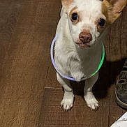 Hennessey is registered to the contest to win money with this photo: dog, small_dog, white_dog, tan_dog, large_ears, glow_stick, wooden_floor, indoor, pet, animal, curious, looking_up, flooring, paws, companion, cute, domestic_animal, standing, light, brown