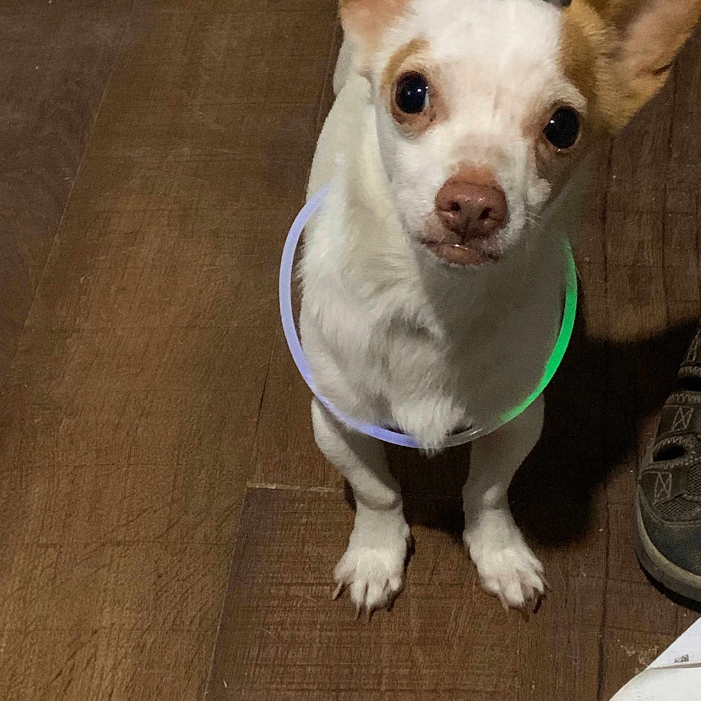 Hennessey is registered to the contest to win money with this photo: animal, brown, companion, curious, cute, dog, domestic_animal, flooring, glow_stick, indoor, large_ears, light, looking_up, paws, pet, small_dog, standing, tan_dog, white_dog, wooden_floor