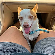 Hennessey joined the competition — help win amazing prizes! canine, car_interior, closeup, collar, cute, dashboard, dog, front_seat, happy, leather, legs, panting, person, pet, relaxed, shorts, sitting, small_dog, sunlight, tongue_out