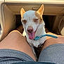 canine, car_interior, closeup, collar, cute, dashboard, dog, front_seat, happy, leather, legs, panting, person, pet, relaxed, shorts, sitting, small_dog, sunlight, tongue_out