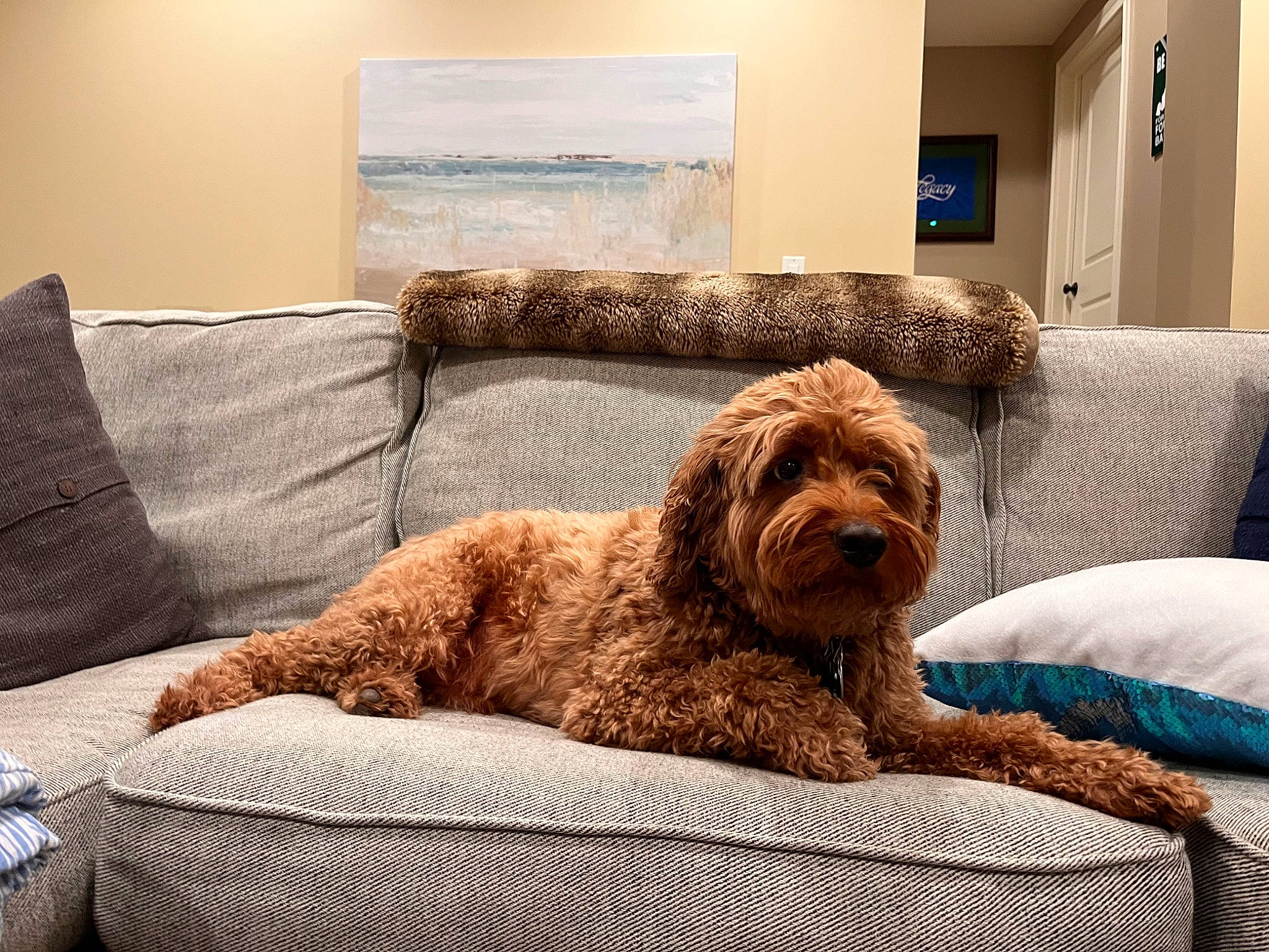 Cooper joined the competition — help win amazing prizes! carnivore, chair, comfort, companion_dog, couch, dog, dog_breed, dog_supply, fawn, flooring, furniture, hardwood, liver, living_room, pet_supply, pillow, rectangle, room, sporting_group, water_dog
