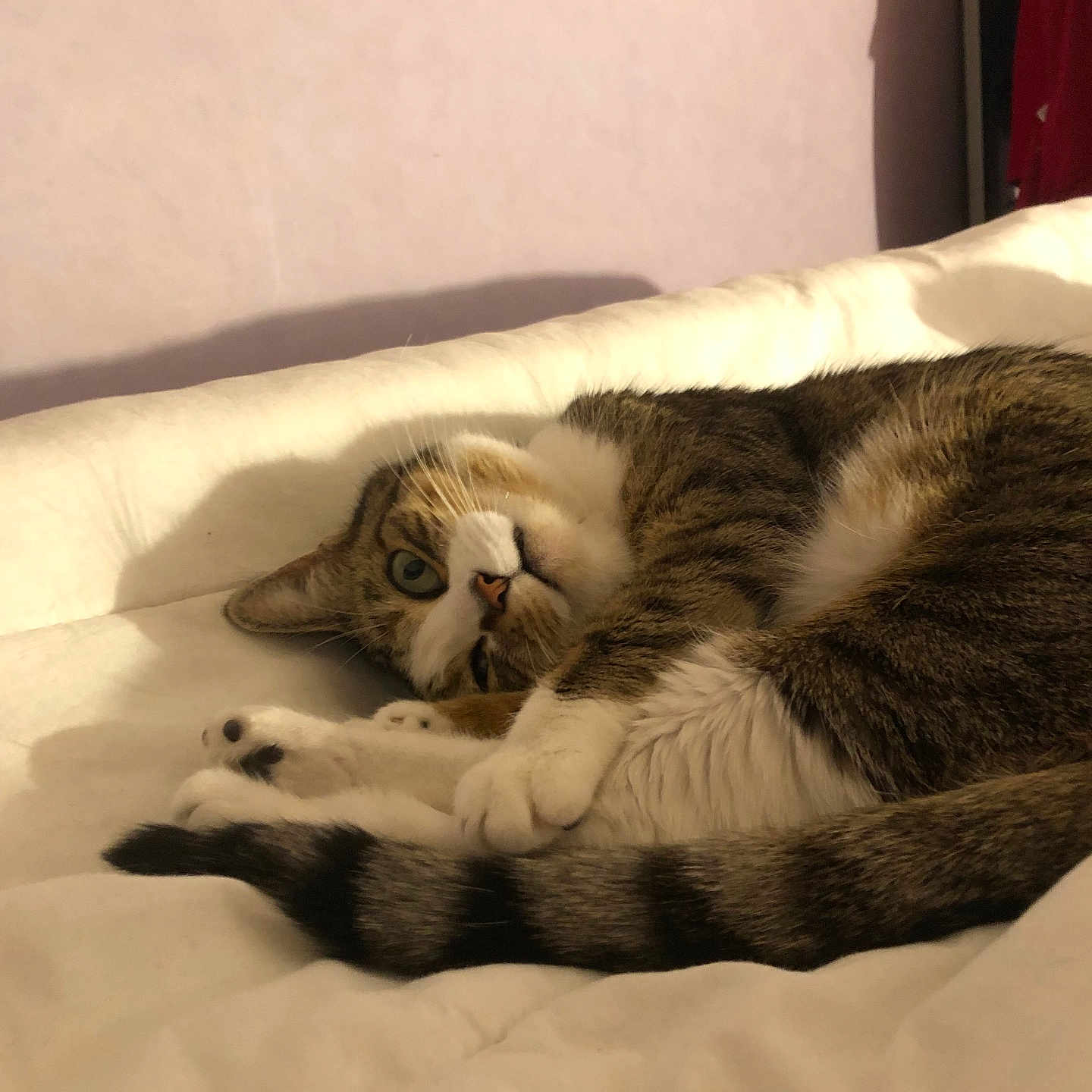 Ficelle a rejoint le concours — aidez-le/la à gagner de superbes lots ! abyssinian, animal, architecture, bed, bedroom, blanket, building, cat, couch, cushion, furniture, homedecor, indoors, kitten, livingroom, manx, person, pet, room, sleeping
