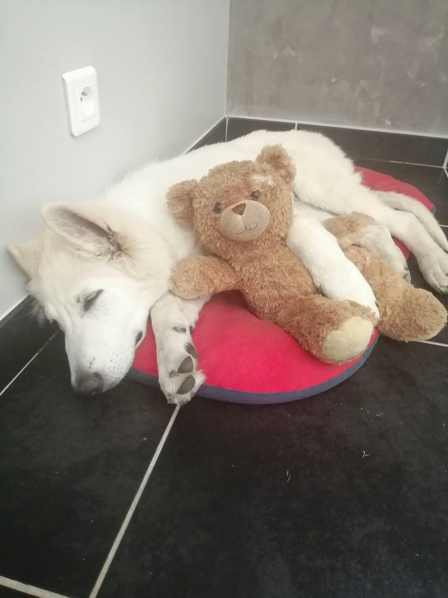 Donuts participe au concours pour gagner de l'argent avec cette photo : canidae, cat, fur, plush, skin, stuffed_toy, teddy_bear, toy