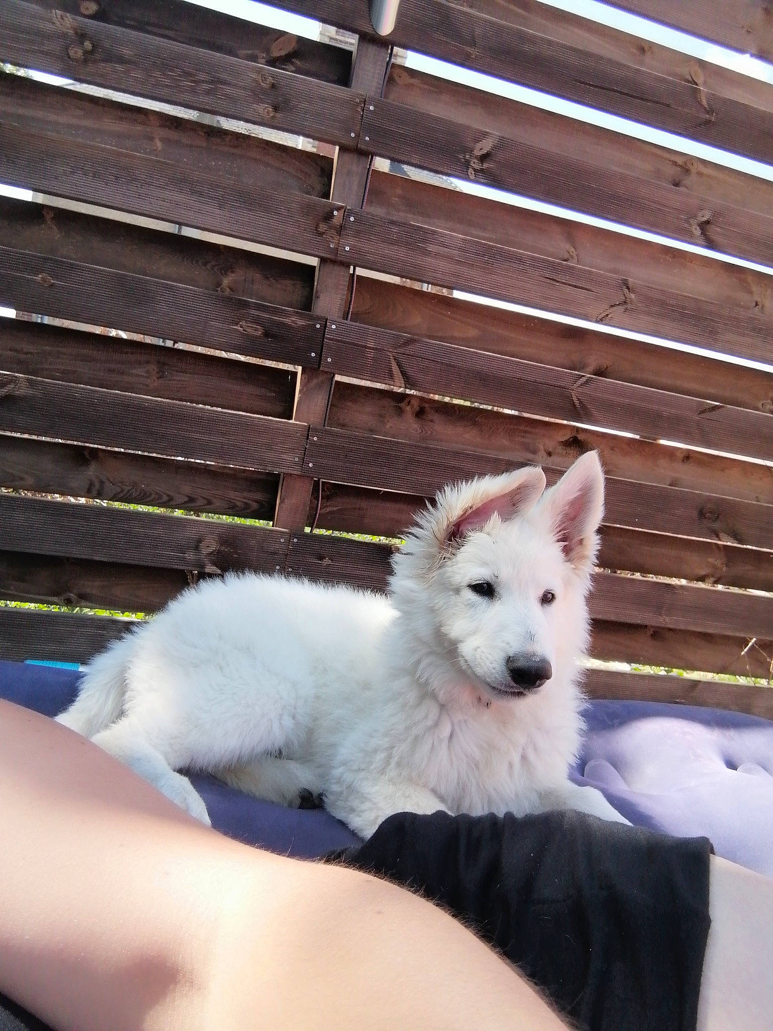 Donuts participe au concours pour gagner de l'argent avec cette photo : berger_blanc_suisse, canadian_eskimo_dog, canidae, canis, carnivore, dog, dog_breed, greenland_dog, korean_jindo_dog, mammal, pungsan_dog, puppy, rare_breed_dog, samoyed, siberian_husky, vertebrate, west_highland_white_terrier, white, white_shepherd, wolfdog