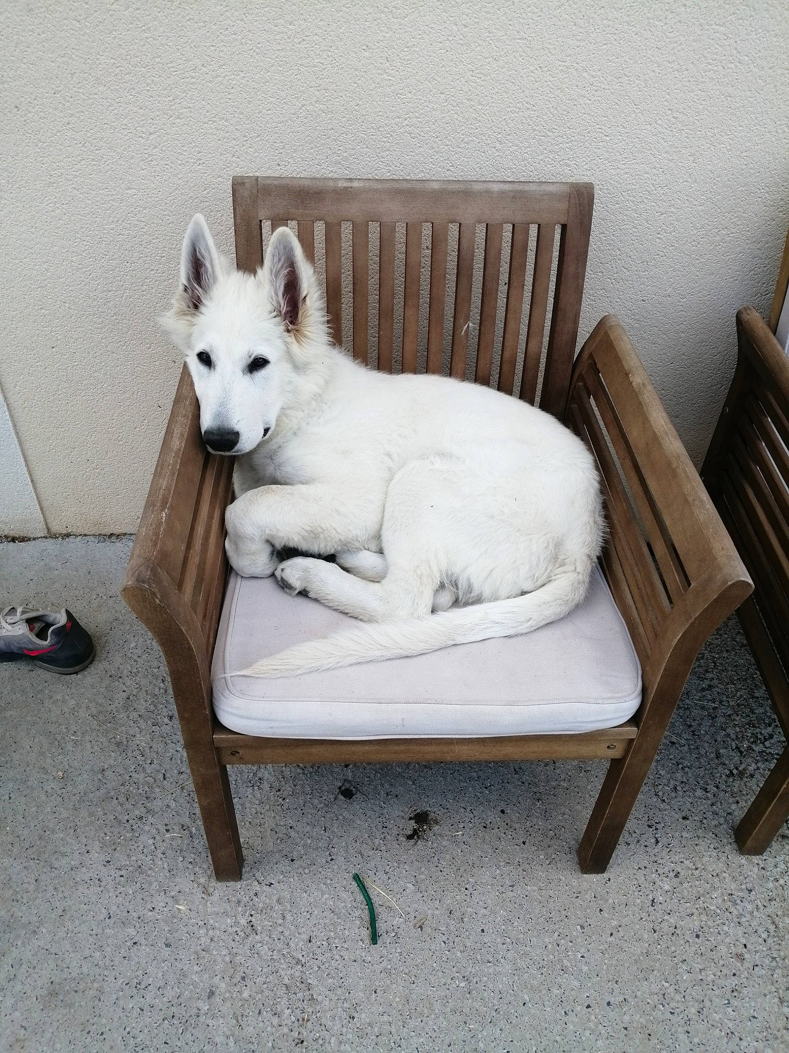 Donuts participe au concours pour gagner de l'argent avec cette photo : berger_blanc_suisse, canaan_dog, canidae, carnivore, dog, dog_breed, furniture, kishu, korean_jindo_dog, mammal, norwegian_buhund, table, vertebrate, white_shepherd, wolfdog