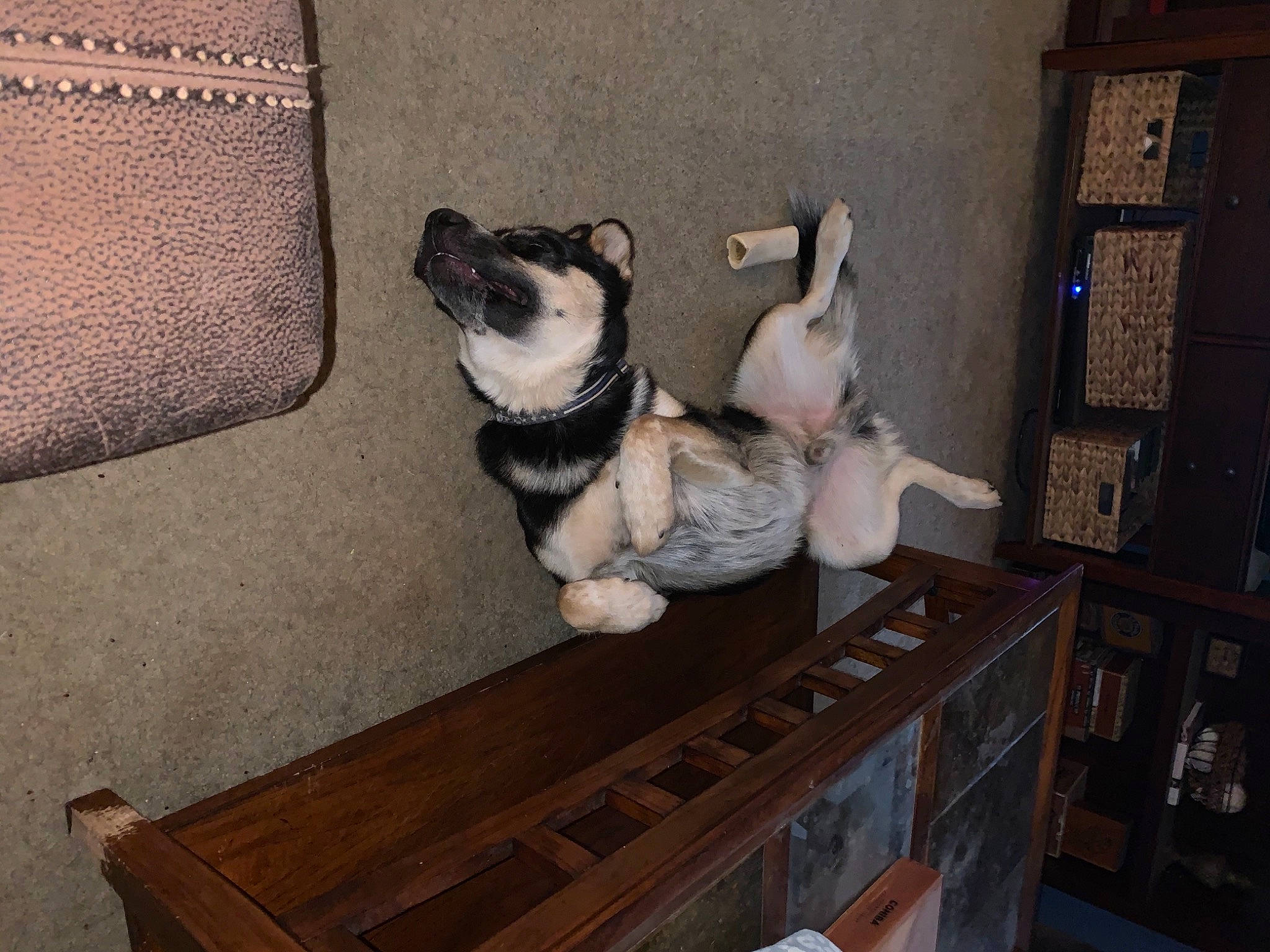 Beaux joined the competition — help win amazing prizes! carnivore, comfort, companion_dog, couch, dog, dog_breed, fawn, felidae, floor, flooring, hardwood, pet_supply, room, shelf, small_to_medium_sized_cats, snout, tail, toy_dog, wood, working_animal