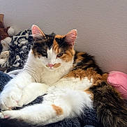 Yuzu is registered to the contest to win money with this photo: cat, calico, feline, pet, animal, fluffy, white, orange, black, relaxed, resting, cozy, blanket, indoor, cute, fur, paw, whiskers, pink_nose, tail