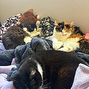 Millie joined the competition — help win amazing prizes! cat, sleeping, blanket, fur, indoor, cozy, resting, animal, pet, black_and_white_cat, calico_cat, fluffy_cat, soft, pile, relaxation, domestic_cat, pile_of_blankets, napping, fur_texture, quiet