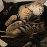 Pluton participe au concours pour gagner de l'argent avec cette photo : cats, two_cats, orange_tabby, black_cat, sleeping, sleepy, cuddling, cuddle_pile, indoor, pet, feline, fur, whiskers, ears, paws, tail, cat_tree, cozy, relaxed, nap