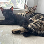Pluton a rejoint le concours — aidez-le/la à gagner de superbes lots ! cats, kitten, tabby_cat, black_cat, feline, cuddling, sleeping, relaxed, lying_down, indoor, window, sunlight, tile_floor, fur, whiskers, pointed_ears, paws, cozy, pet, animal_portrait
