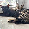 cats, kitten, tabby_cat, black_cat, feline, cuddling, sleeping, relaxed, lying_down, indoor, window, sunlight, tile_floor, fur, whiskers, pointed_ears, paws, cozy, pet, animal_portrait