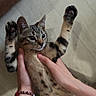 cat, kitten, tabby, spotted_fur, striped_fur, animal, pet, lying_down, belly_up, raised_paws, paws, claws, whiskers, ears, eyes, human_hands, wooden_floor, indoor, smartwatch, playful