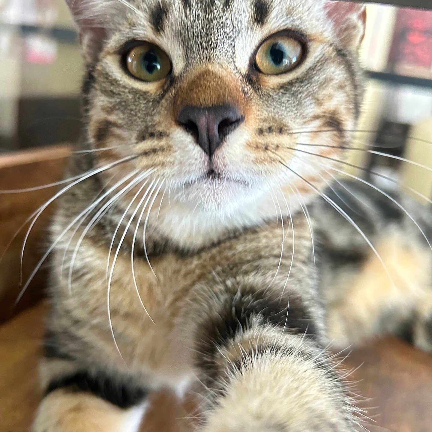 Pluton a rejoint le concours — aidez-le/la à gagner de superbes lots ! cat, tabby_cat, kitten, pet, animal, close_up, portrait, face, eyes, whiskers, nose, ears, fur, paw, front_leg, curious, indoors, blurred_background, photography, adorable