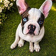 Aïko participe au concours pour gagner de l'argent avec cette photo : animal, blue_eye, brown_eye, closeup, cute, dog, ears, flower, french_bulldog, fur, grass, green, heterochromia, nature, outdoor, pet, pink_nose, portrait, puppy, young