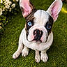 animal, blue_eye, brown_eye, closeup, cute, dog, ears, flower, french_bulldog, fur, grass, green, heterochromia, nature, outdoor, pet, pink_nose, portrait, puppy, young