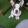 french_bulldog, puppy, dog, blue_eye, grass, artificial_grass, outdoor, pet, cute, small_dog, sitting, looking_up, ears_up, black_and_white, nose, paws, footwear, chair_leg, striped_pants, casual