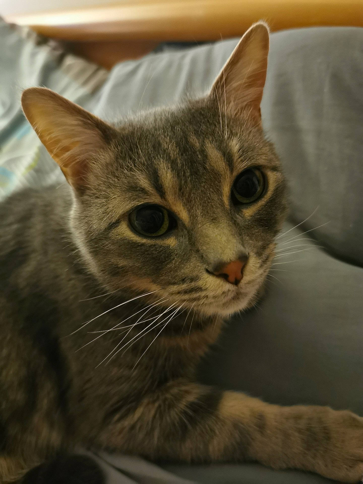 Pilou participe au concours pour gagner de l'argent avec cette photo : carnivore, cat, claw, comfort, domestic_short_haired_cat, eye, felidae, fur, iris, paw, small_to_medium_sized_cats, snout, terrestrial_animal, whiskers, wildlife, window