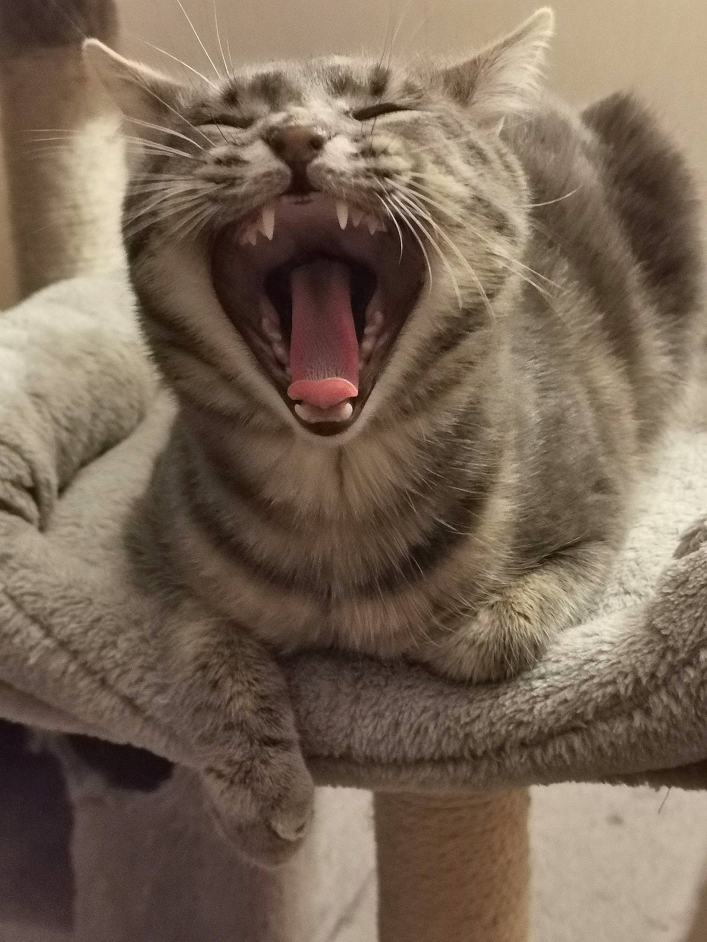 Pilou participe au concours pour gagner de l'argent avec cette photo : carnivore, cat, domestic_short_haired_cat, eye, fang, felidae, fur, gesture, grey, jaw, paw, roar, shout, small_to_medium_sized_cats, snout, terrestrial_animal, tooth, whiskers, wildlife, yawn