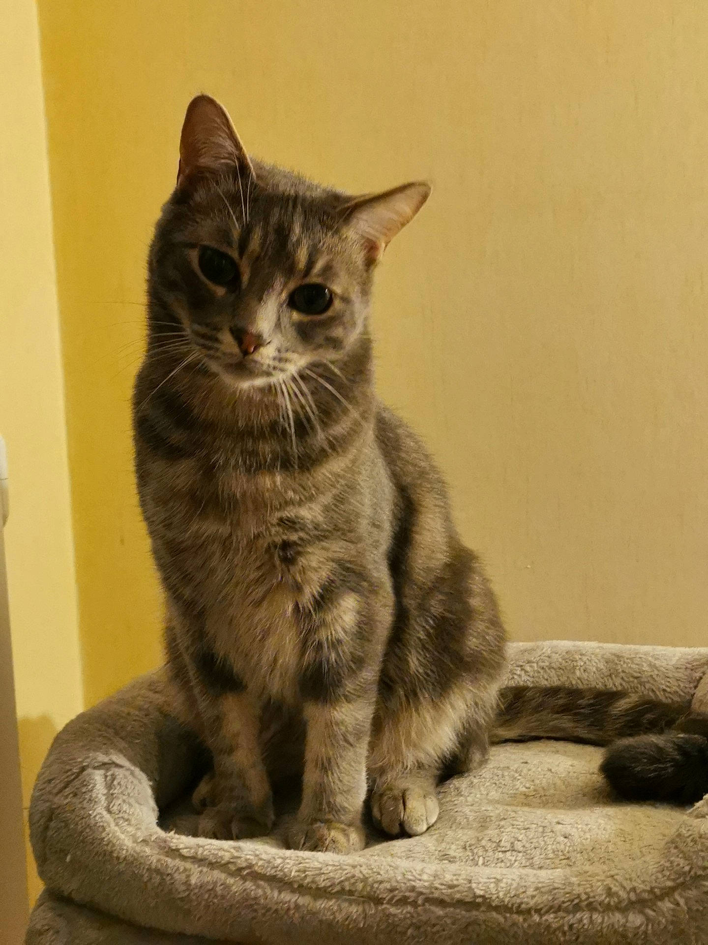 Pilou a rejoint le concours — aidez-le/la à gagner de superbes lots ! carnivore, cat, domestic_short_haired_cat, eye, felidae, fur, grey, monochrome, monochrome_photography, paw, sitting, small_to_medium_sized_cats, snout, tail, terrestrial_animal, whiskers, wildlife, window