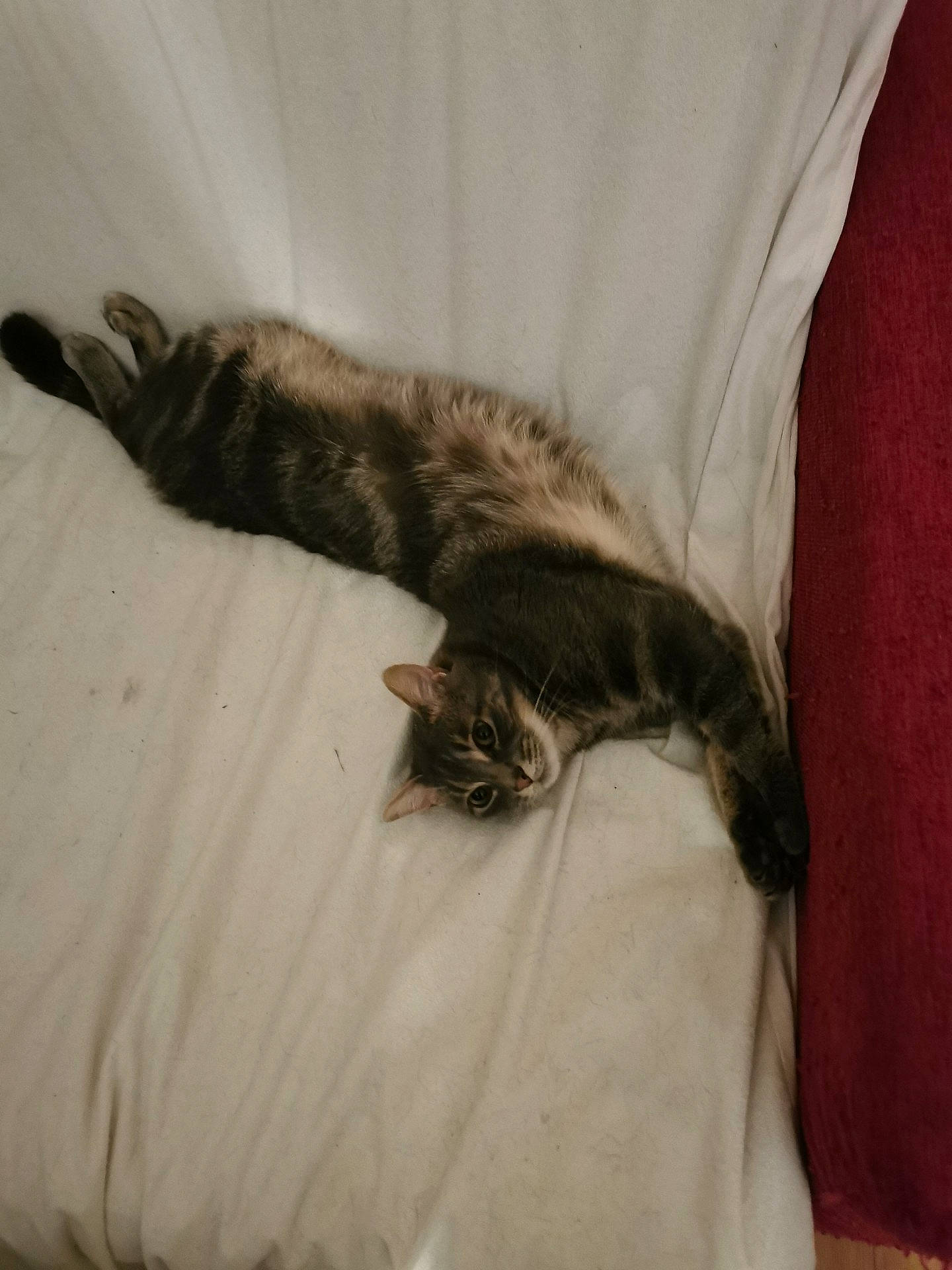 Pilou participe au concours pour gagner de l'argent avec cette photo : carnivore, cat, claw, comfort, domestic_short_haired_cat, duvet, felidae, fur, grey, linens, mammal, nap, paw, room, small_to_medium_sized_cats, tail, textile, vertebrate, whiskers