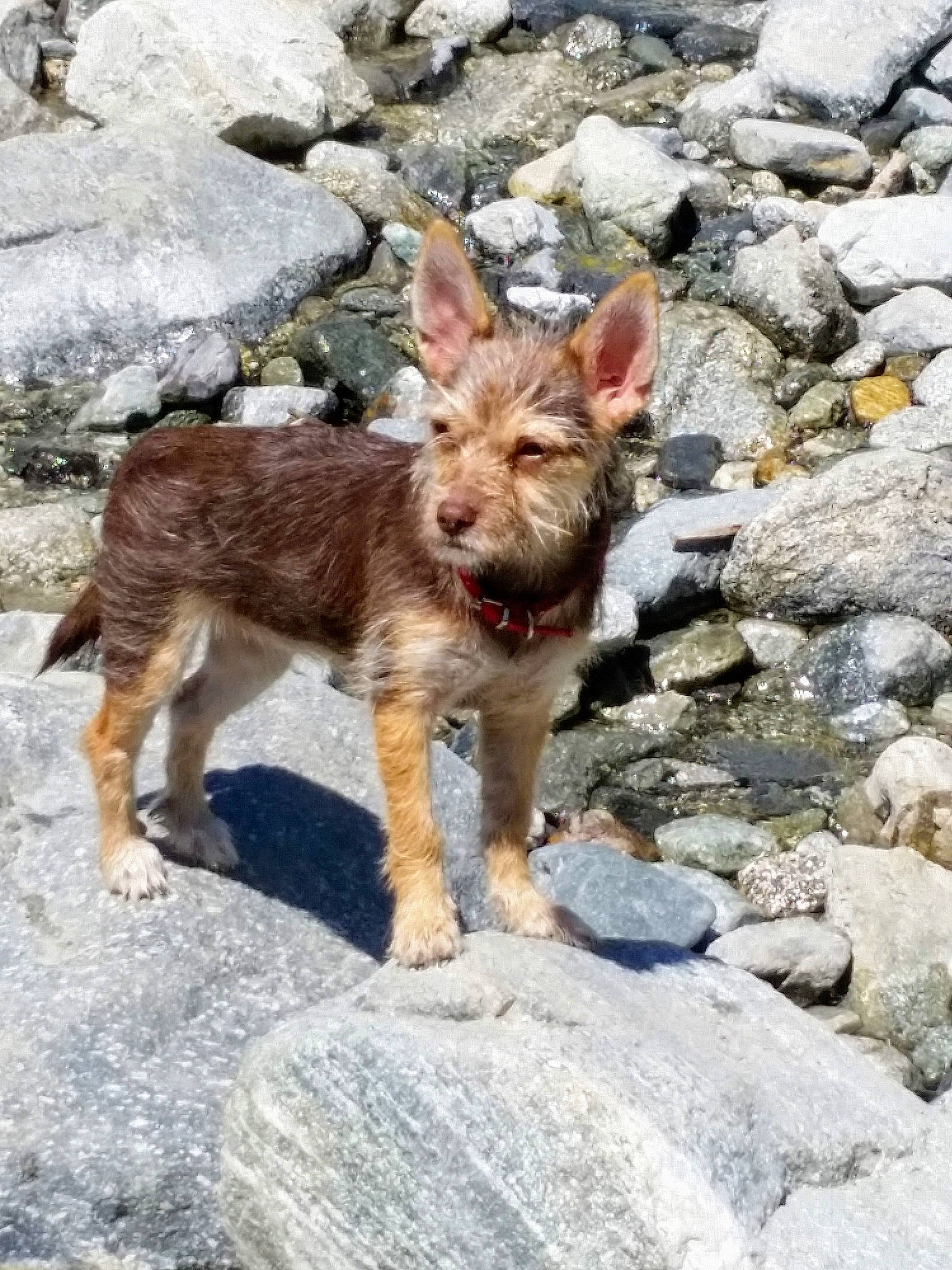 Daisy Duke is registered to the contest to win money with this photo: berger_picard, cairn_terrier, canidae, carnivore, dog, dog_breed, fawn, mammal, rock, sporting_group, vertebrate