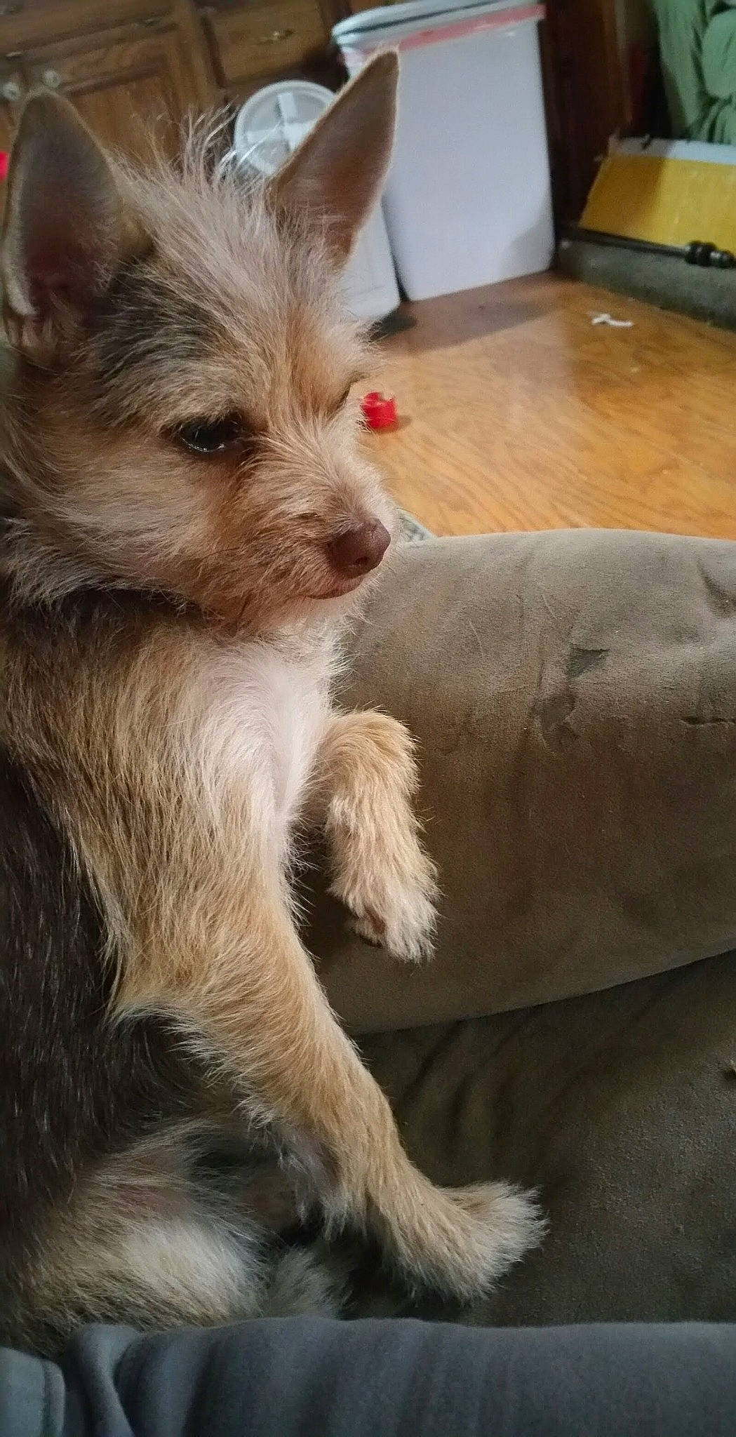 Daisy Duke is registered to the contest to win money with this photo: cairn_terrier, canidae, carnivore, companion_dog, dog, dog_breed, ear, fawn, glen_of_imaal_terrier, mammal, morkie, norwich_terrier, portuguese_podengo, puppy, rare_breed_dog, schnoodle, sporting_lucas_terrier, terrier, vertebrate, yorkshire_terrier