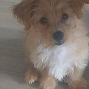 Teddy joined the competition — help win amazing prizes! animal, brown_fur, canine, close_up, cute, dog, domestic_animal, ears, eyes, floor, fluffy, fur, indoors, nose, pet, puppy, sitting, small_dog, white_fur, young_dog