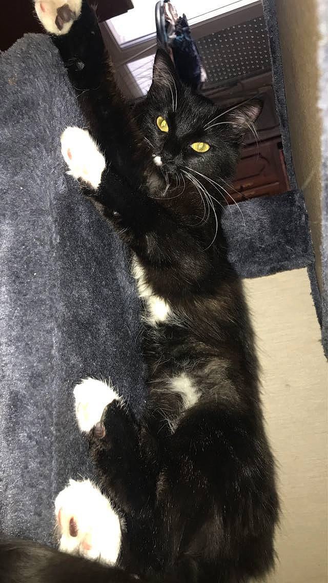 Dora a rejoint le concours — aidez-le/la à gagner de superbes lots ! black_cat, carnivore, cat, claw, domestic_short_haired_cat, felidae, flooring, foot, fur, paw, shadow, small_to_medium_sized_cats, snout, tail, terrestrial_animal, whiskers