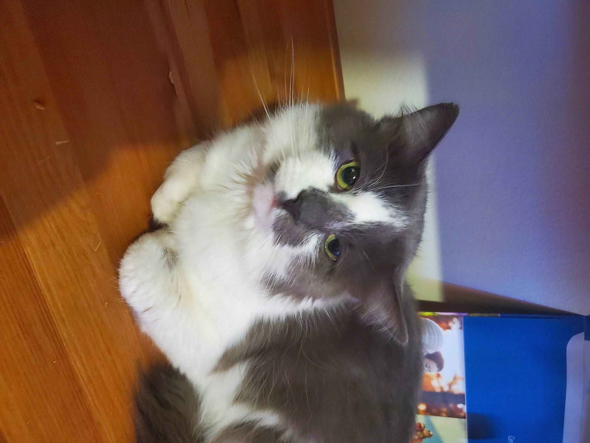 Ozzy is registered to the contest to win money with this photo: box, carnivore, cat, domestic_short_haired_cat, felidae, flooring, fur, hardwood, paw, small_to_medium_sized_cats, snout, tail, varnish, whiskers, wood, wood_stain