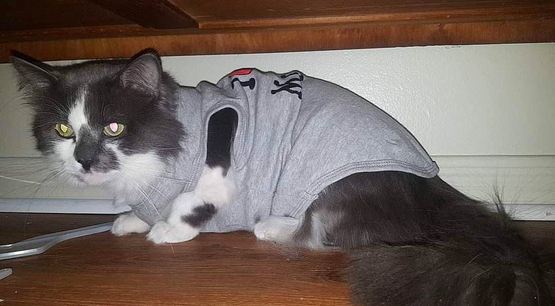 Ozzy is registered to the contest to win money with this photo: carnivore, cat, comfort, companion_dog, domestic_short_haired_cat, felidae, flooring, fur, grey, hardwood, laminate_flooring, paw, pedestal, small_to_medium_sized_cats, snout, tail, terrestrial_animal, whiskers, wood, wood_flooring