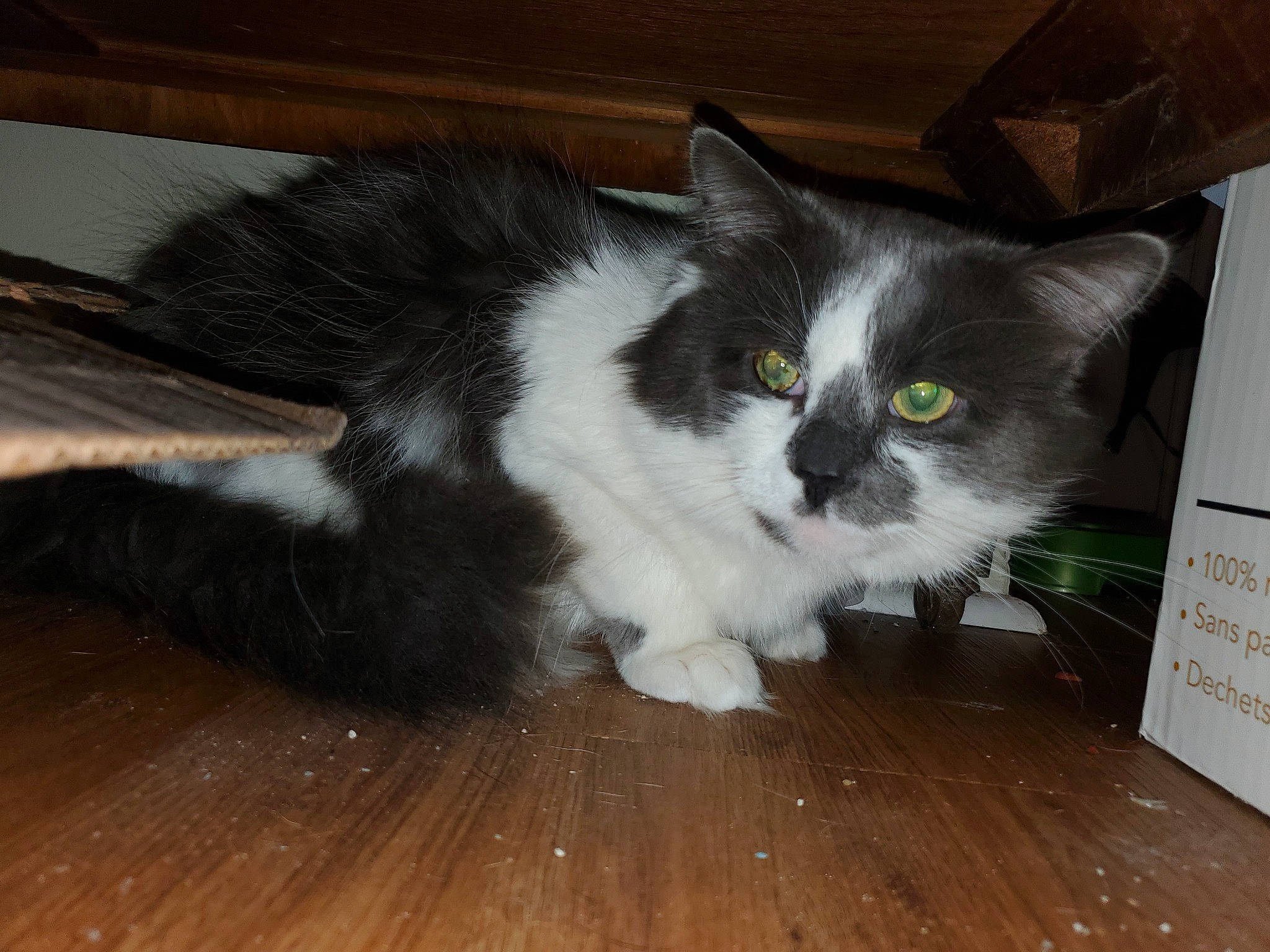 Ozzy is registered to the contest to win money with this photo: carnivore, cat, domestic_short_haired_cat, door_mat, felidae, flooring, fur, hardwood, laminate_flooring, paw, plank, small_to_medium_sized_cats, snout, tail, terrestrial_animal, varnish, whiskers, wood, wood_flooring, wood_stain