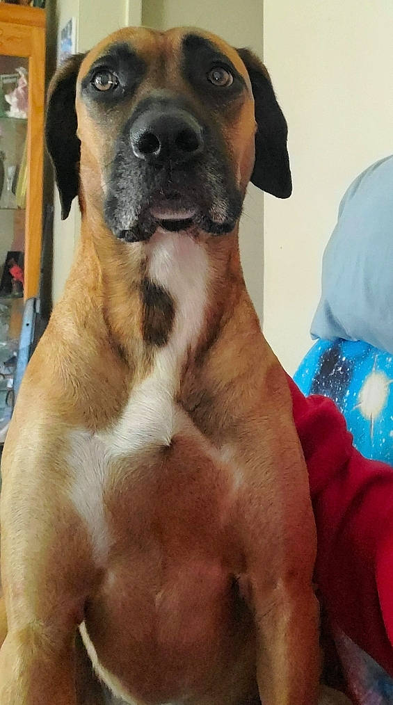 Savage joined the competition — help win amazing prizes! ancient_dog_breeds, canidae, carnivore, collar, companion_dog, dog, dog_breed, dog_collar, fawn, fur, guard_dog, paw, pet_supply, selfie, shelf, snout, sporting_group, whiskers, working_animal, working_dog