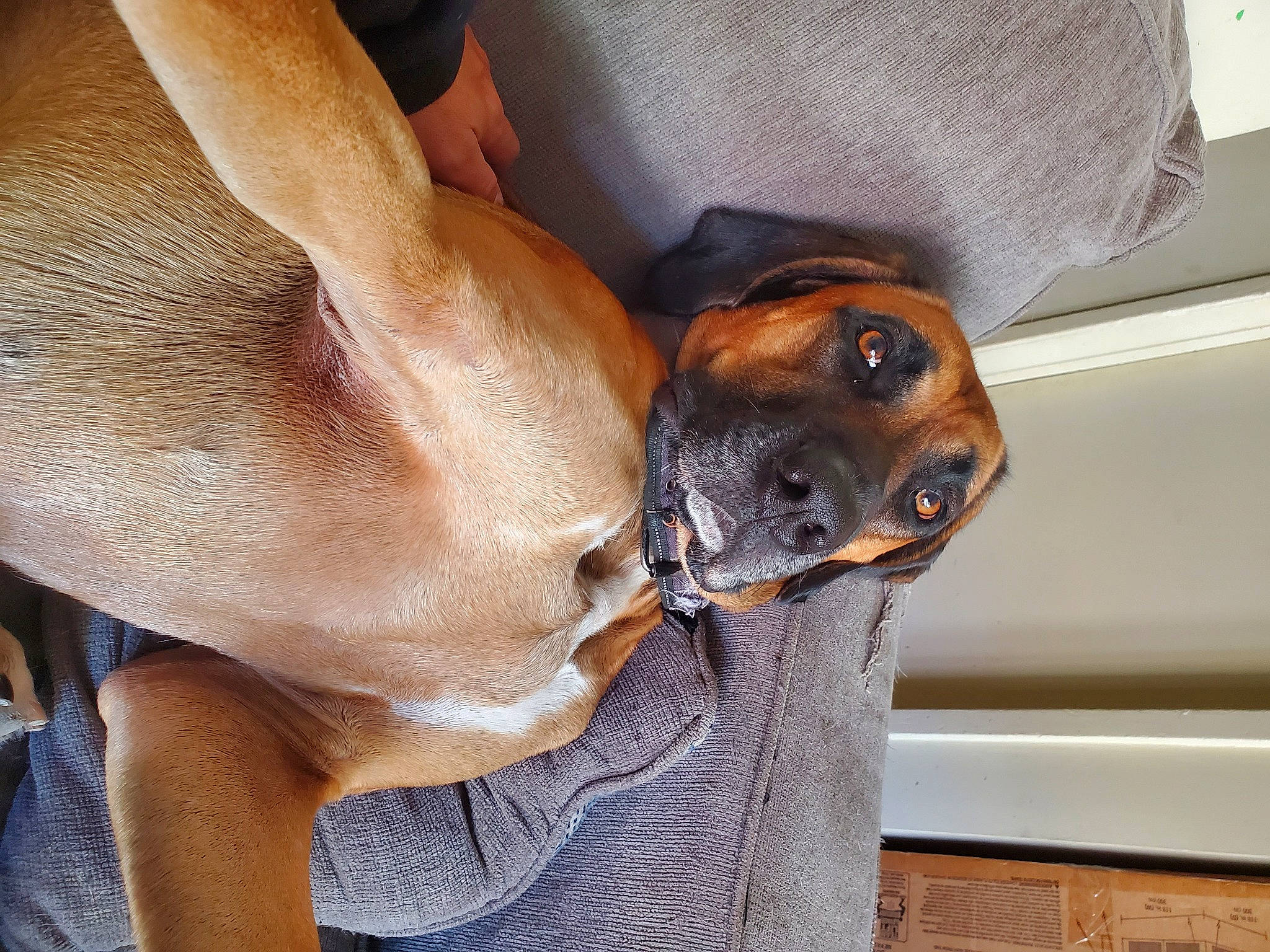 Savage joined the competition — help win amazing prizes! canidae, carnivore, collar, comfort, companion_dog, dog, dog_breed, dog_collar, ear, elbow, fawn, foot, fur, human_leg, paw, snout, sporting_group, toy_dog, whiskers, working_animal