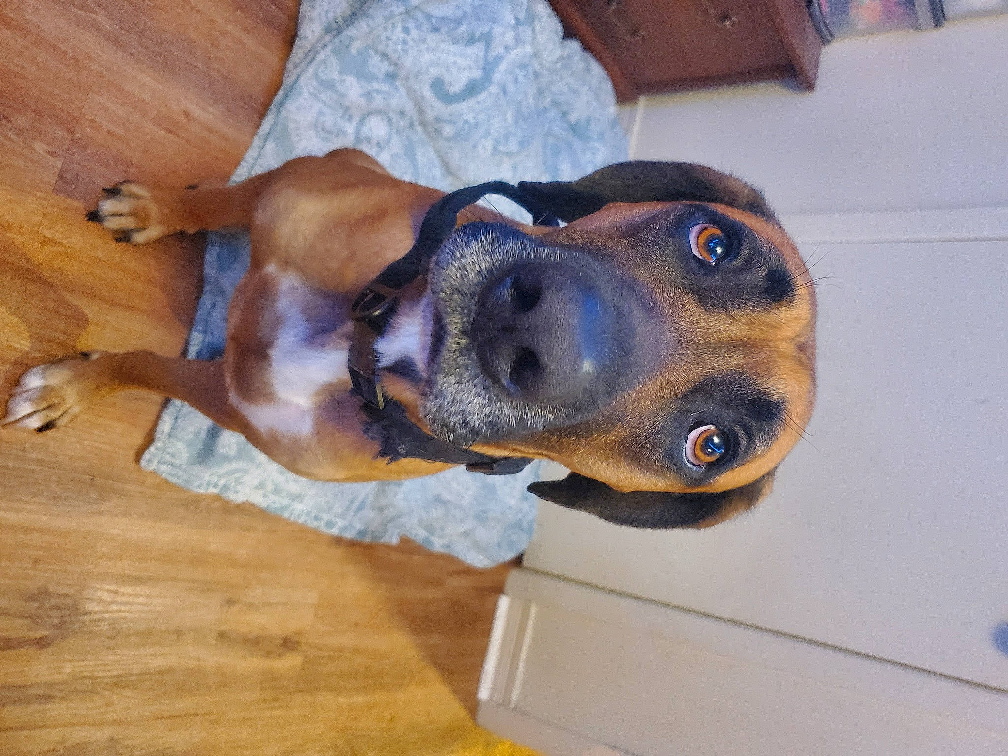 Savage is registered to the contest to win money with this photo: carnivore, collar, comfort, companion_dog, dog, dog_breed, dog_collar, ear, fawn, flooring, hardwood, hound, pet_supply, plank, snout, varnish, whiskers, wood, wood_stain, working_animal