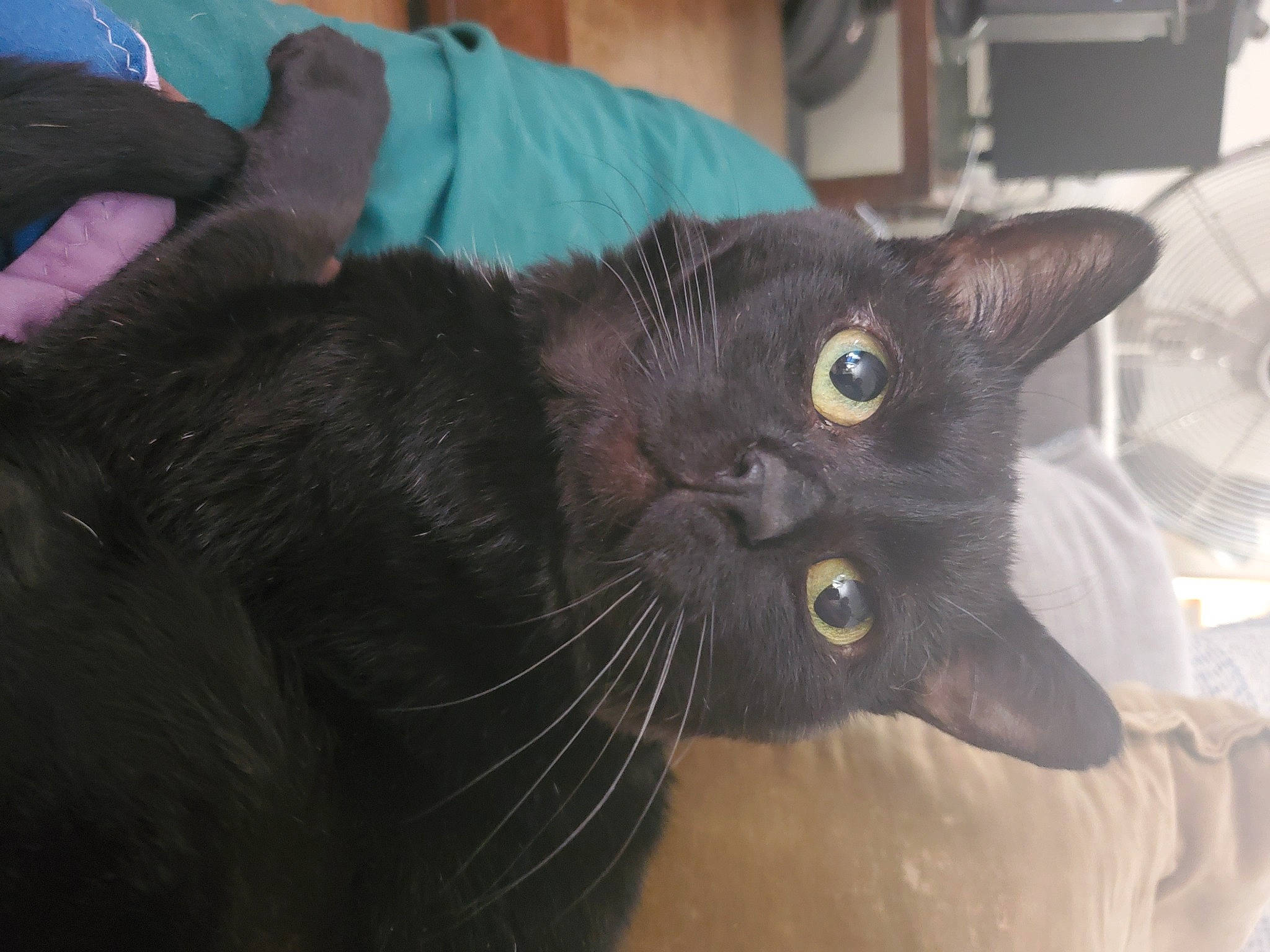 Jet joined the competition — help win amazing prizes! black_cat, bombay, carnivore, cat, claw, domestic_short_haired_cat, ear, electric_blue, felidae, fur, gesture, mammal, small_to_medium_sized_cats, snout, whiskers