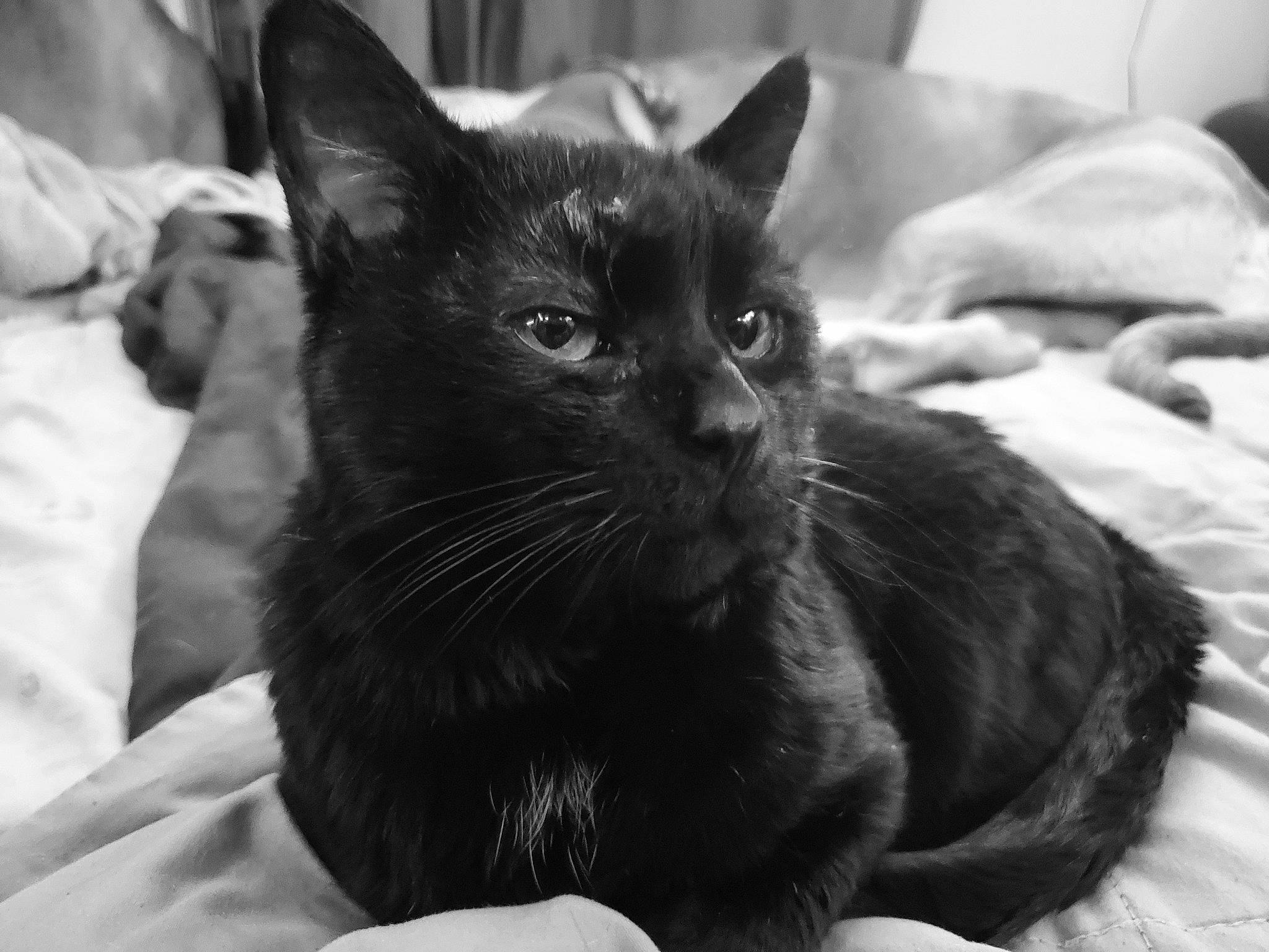 Jet joined the competition — help win amazing prizes! black_cat, bombay, carnivore, cat, claw, comfort, domestic_short_haired_cat, felidae, fur, grey, monochrome, monochrome_photography, small_to_medium_sized_cats, snout, terrestrial_animal, whiskers