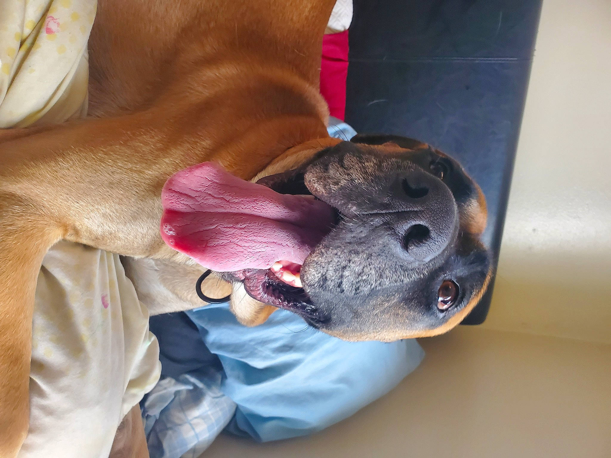 Herk is registered to the contest to win money with this photo: canidae, carnivore, collar, comfort, companion_dog, dog, dog_breed, fawn, foot, human_leg, liver, magenta, non_sporting_group, paw, pet_supply, snout, sporting_group, working_animal