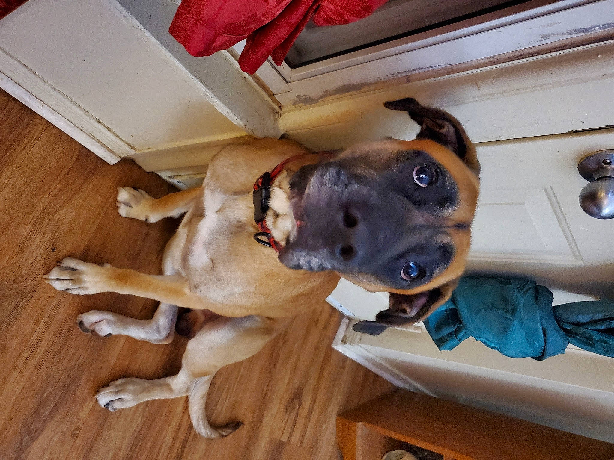 Herk joined the competition — help win amazing prizes! carnivore, collar, companion_dog, dog, dog_breed, dog_collar, fawn, flooring, hardwood, laminate_flooring, plank, plywood, sporting_group, varnish, vehicle_door, windshield, wood, wood_flooring, wood_stain, working_animal