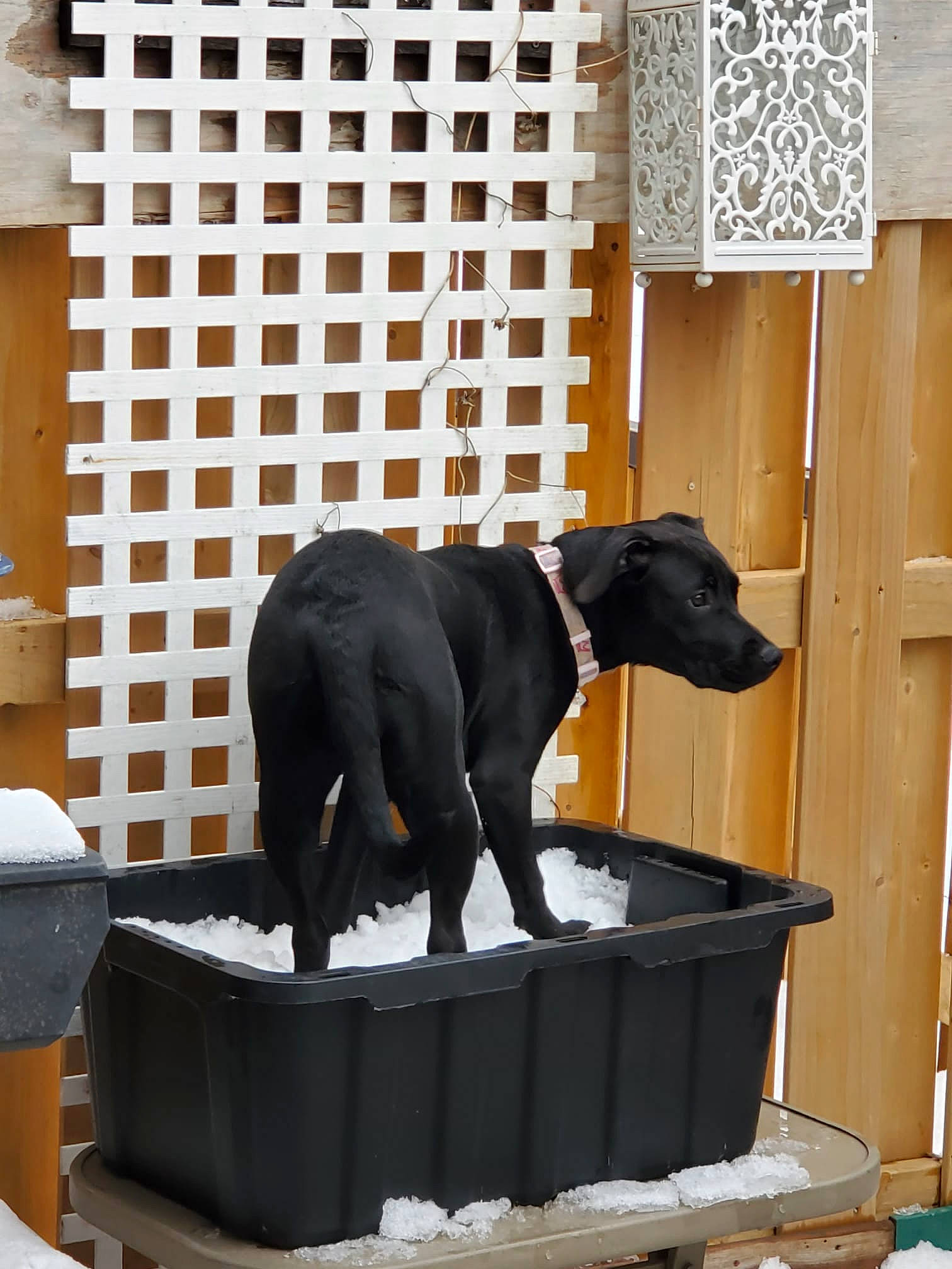 Frankenstein Aka Frankie joined the competition — help win amazing prizes! art, canidae, carnivore, companion_dog, dog, dog_breed, flooring, fur, guard_dog, pet_supply, room, sculpture, snout, snow, sporting_group, tail, terrestrial_animal, window, wood, working_animal