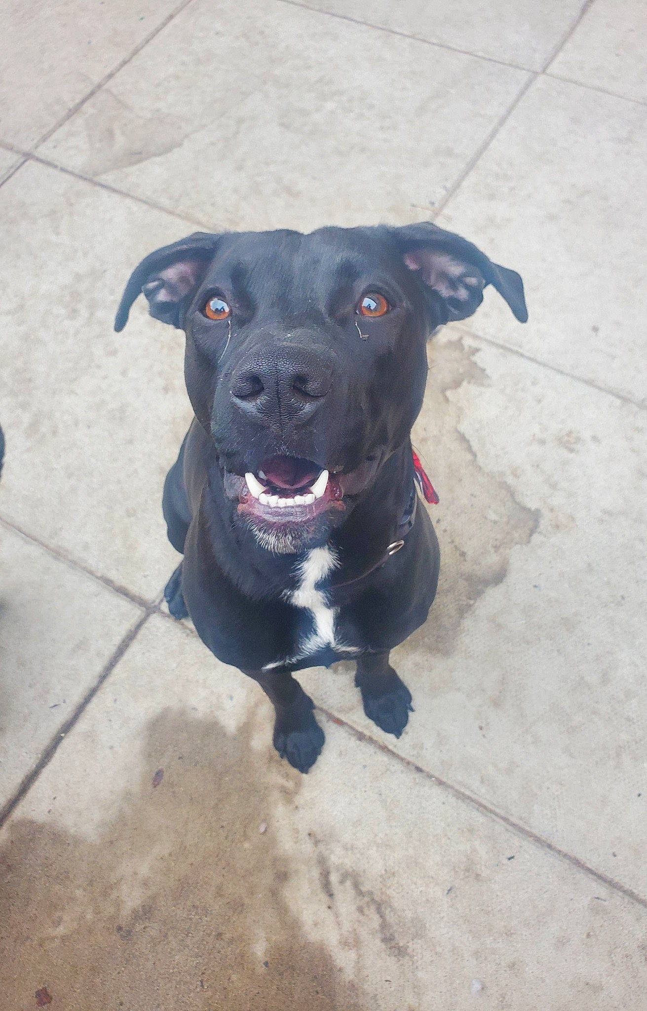 Frankenstein Aka Frankie