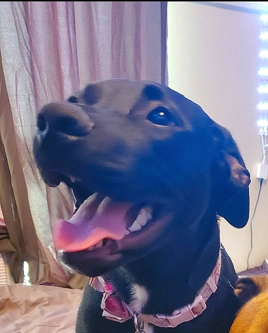 Frankenstein Aka Frankie joined the competition — help win amazing prizes! canidae, carnivore, collar, companion_dog, dog, dog_breed, dog_collar, ear, fang, fawn, jaw, light, liver, personal_protective_equipment, pet_supply, smile, snout, sporting_group, whiskers, working_animal