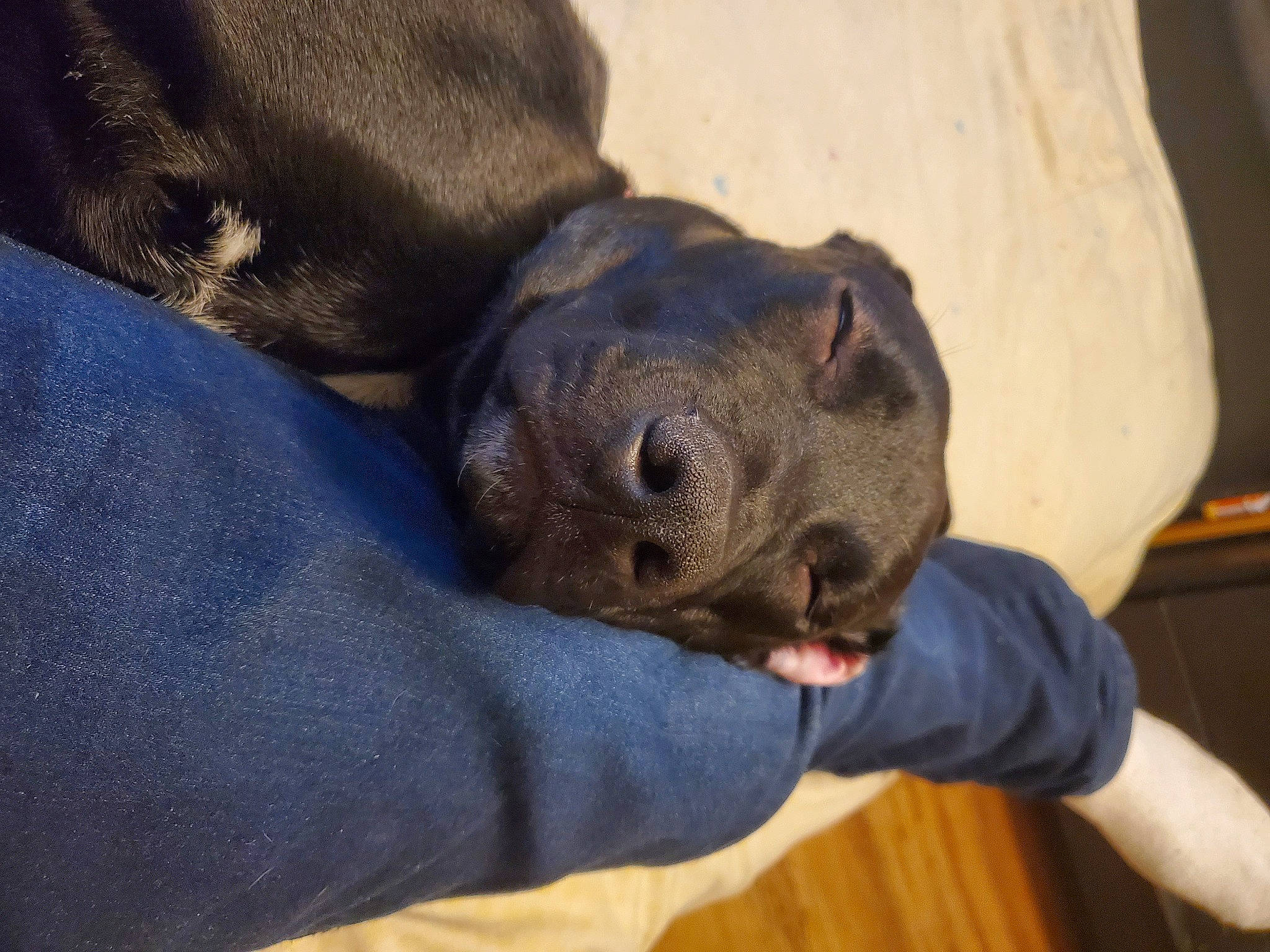 Frankenstein Aka Frankie is registered to the contest to win money with this photo: canidae, carnivore, comfort, companion_dog, dog_breed, electric_blue, fawn, fur, fur_seal, marine_mammal, paw, puppy, seal, snout, sporting_group, terrestrial_animal, whiskers, wood, wrinkle