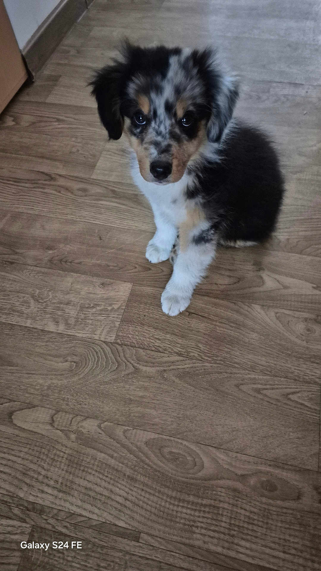 Alf