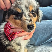Alf a rejoint le concours — aidez-le/la à gagner de superbes lots ! puppy, dog, bandana, red, fur, cute, pet, hand, jeans, clothing, indoor, closeup, animal, young, adorable, sitting, soft, face, black, white