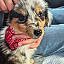 puppy, dog, bandana, red, fur, cute, pet, hand, jeans, clothing, indoor, closeup, animal, young, adorable, sitting, soft, face, black, white
