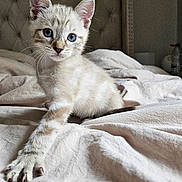 Snowy participe au concours pour gagner de l'argent avec cette photo : kitten, cat, blue_eyes, paw, bed, blanket, fur, whiskers, indoor, curious, cute, pet, animal, feline, stretching, soft_light, close_up, young, domestic, cozy