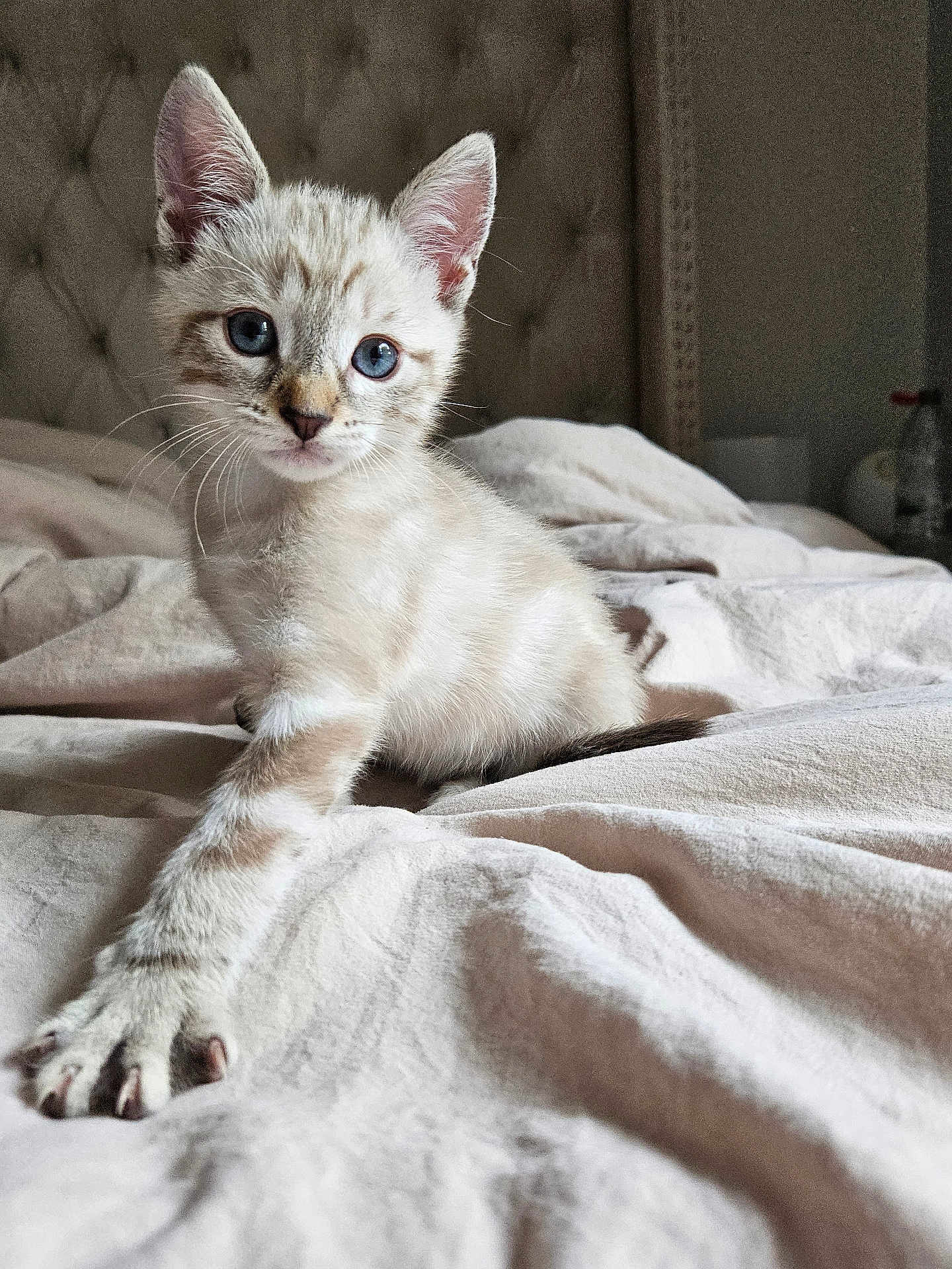 Snowy participe au concours pour gagner de l'argent avec cette photo : kitten, cat, blue_eyes, paw, bed, blanket, fur, whiskers, indoor, curious, cute, pet, animal, feline, stretching, soft_light, close_up, young, domestic, cozy