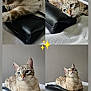 Snowy participe au concours pour gagner de l'argent avec cette photo : cat, tabby_cat, pet, feline, indoor, bed, purse, black_purse, white_bed, gray_wall, collage, cute, relaxed, curious, whiskers, ears, eyes, fur, animal, playful