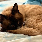 Borr is registered to the contest to win money with this photo: cat, siamese_cat, sleeping, curled_up, bed, fur, tail, indoor, pet, animal, close_up, resting, cozy, soft, whiskers, ears, feline, cute, domestic_animal, relaxing